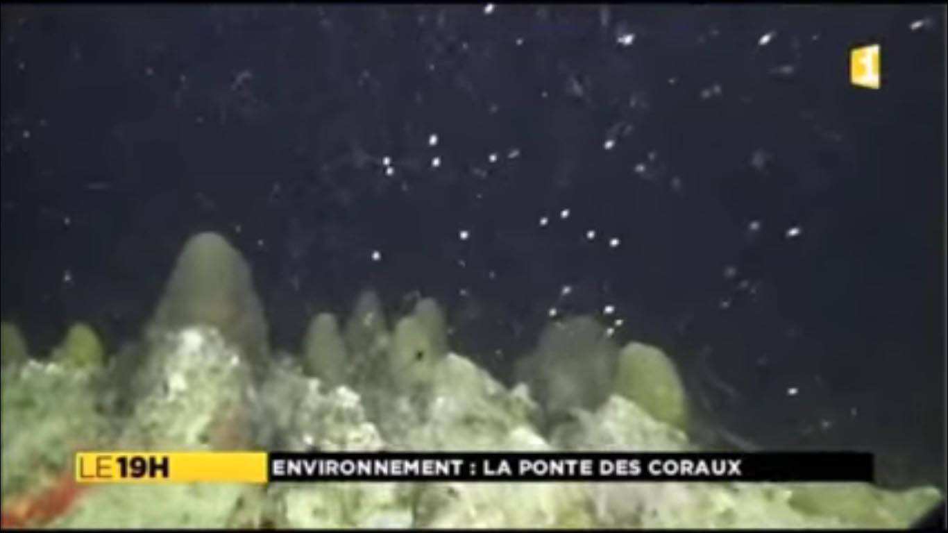 Ponte de corail étoile lobé en Martinique