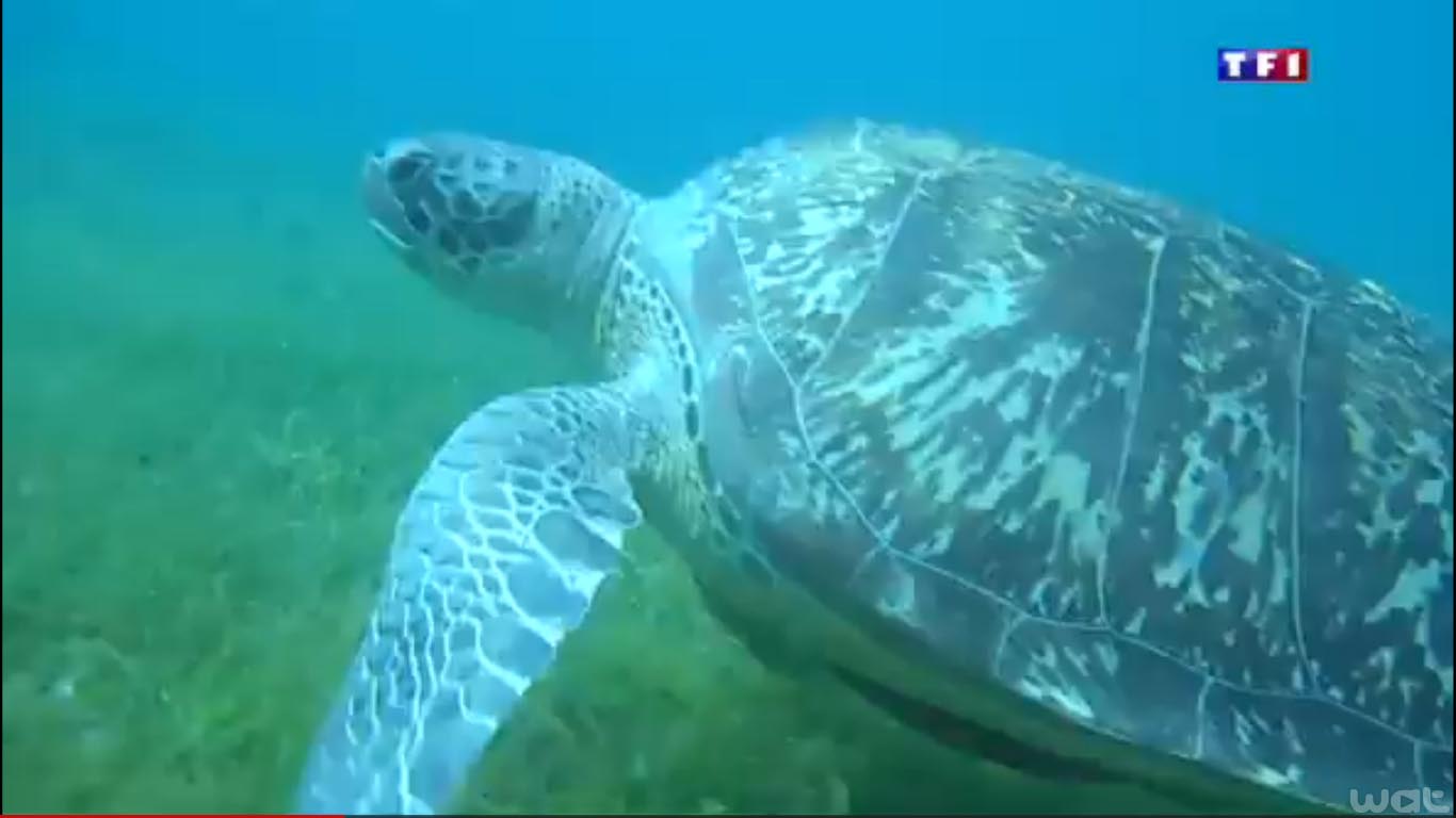 Tortue marine verte en Martinique